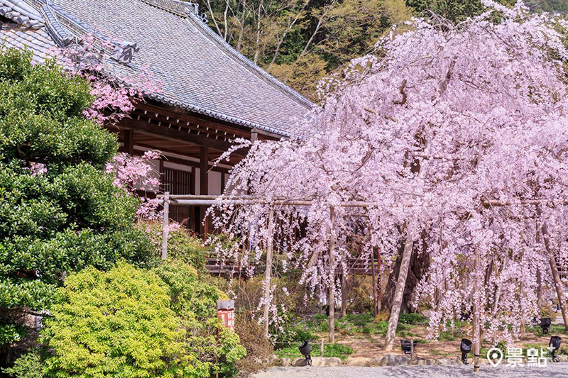 京都春日賞櫻秘境！山科、伏見地區欣賞樹齡150年枝垂櫻。（圖／京都市台灣推廣事務所，以下同）