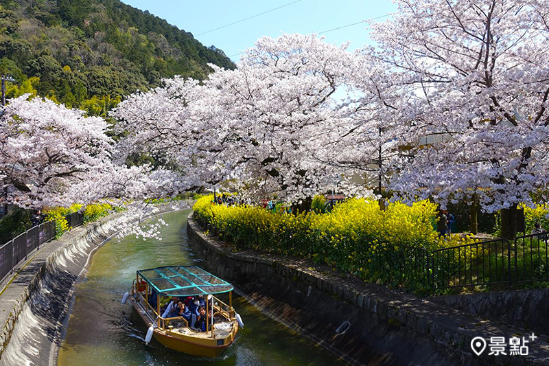 河岸兩側同時開滿櫻花與油菜花。