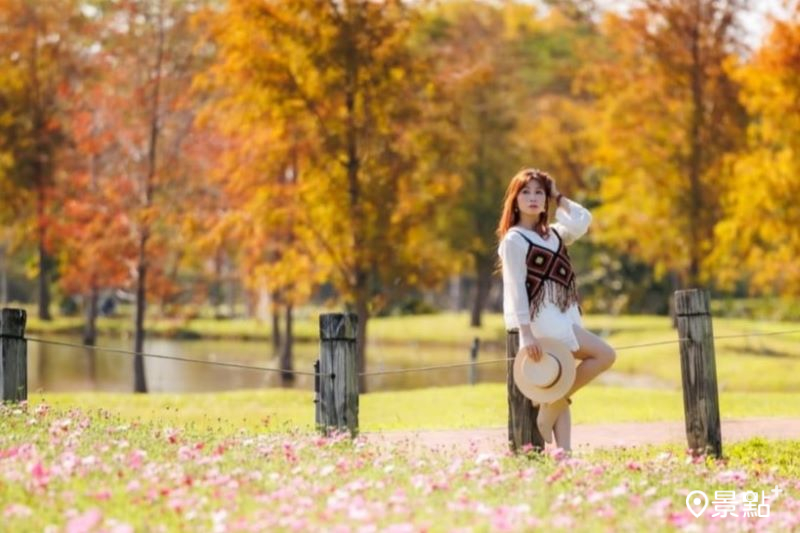 后里環保公園落羽松同框波斯菊花海，吸引人前往取景。（圖／apple690523）