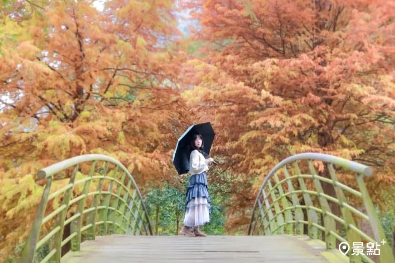 內灣親水公園落羽松同框拱橋步道美景，吸引人前往拍照打卡。（圖／aday0530）