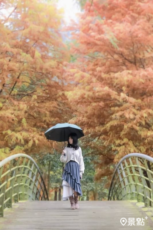 於2025年1月1日拍攝的內灣親水公園落羽松美景。（圖／aday0530，以下同）