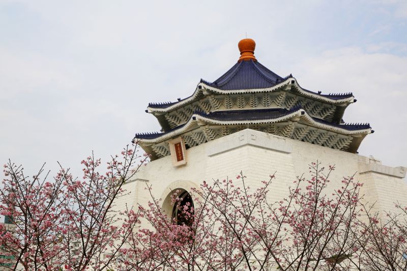 日本櫻花區大漁櫻與中正紀念堂同框。（圖／國立中正紀念堂管理處，以下同）