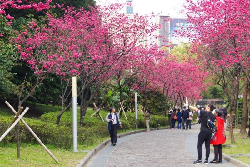 中正紀念堂八重櫻步道區。