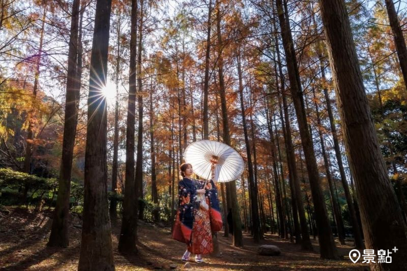 唯美水杉林秋冬限定滿版大景！台中后里森林秘境免費拍取景角度必收