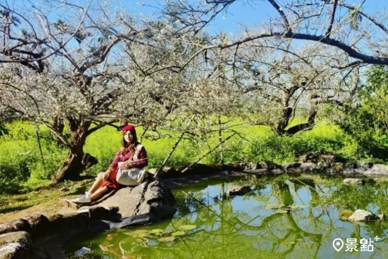 雪白梅花海經典鏡面倒影來了！油菜花海古厝步道同框美拍