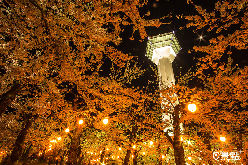 五稜郭公園種植1500多株櫻花，白天夜晚都美麗。（圖／旅天下，以下同）