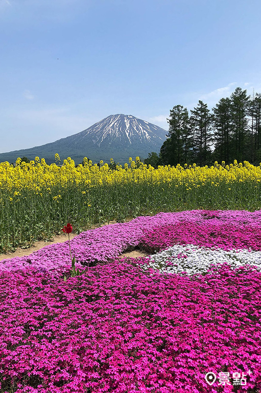 前農家三島和夫先生開放自家的芝櫻庭院。