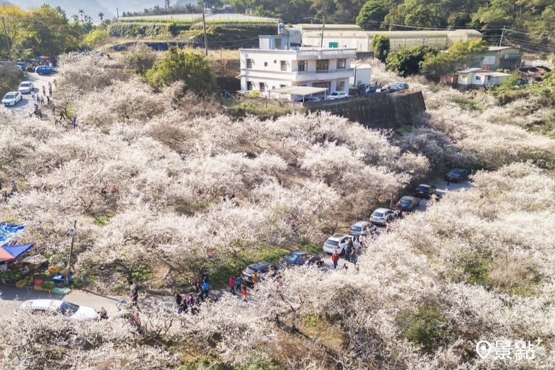 大片雪梅花海爆開滿山頭！南投5大賞梅名所必訪推薦