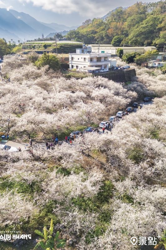 於2025年1月12日拍攝的土場梅園美景。（圖／molly888666，以下同）