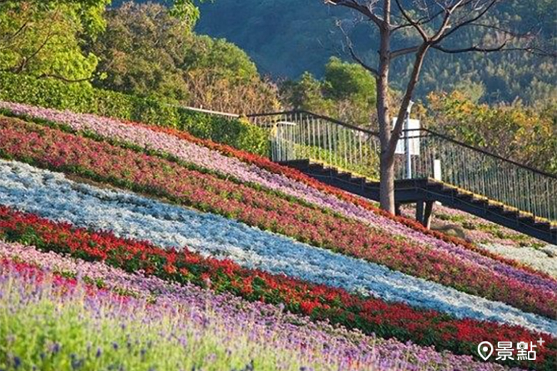 北投三層崎花海浪漫綻放。（圖／台北市政府工務局，以下同）