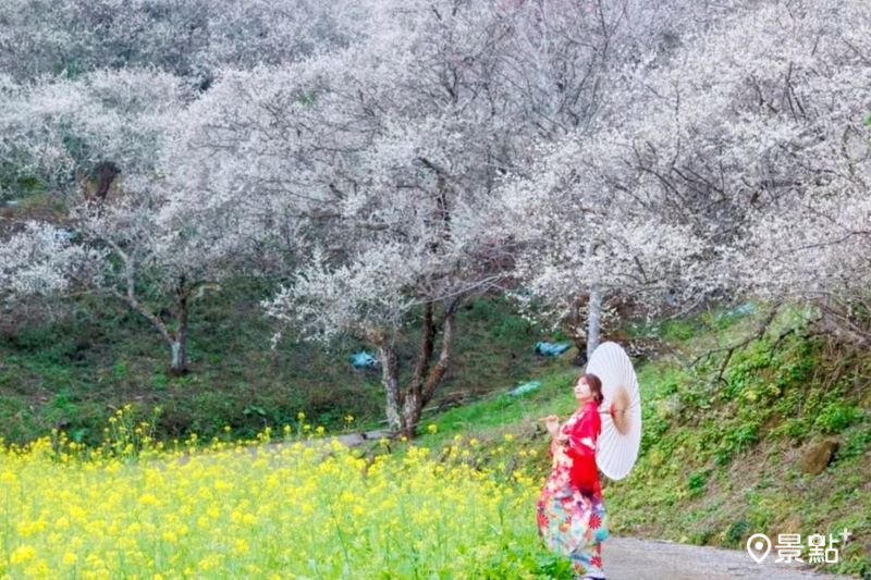 7號梅莊梅花及油菜花雙色花海同框，吸引人前往取景。（圖／apple690523）