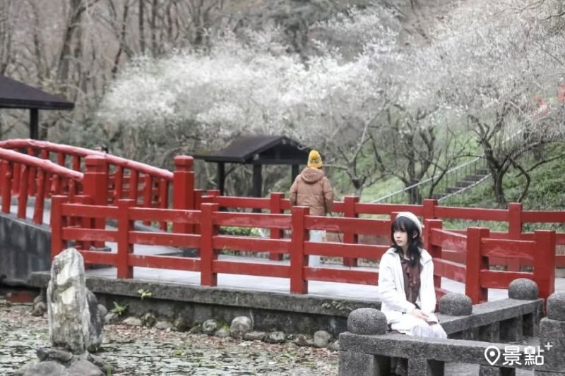 梅花海日系紅橋唯美同框！石門水庫白雪步道取景攻略必收