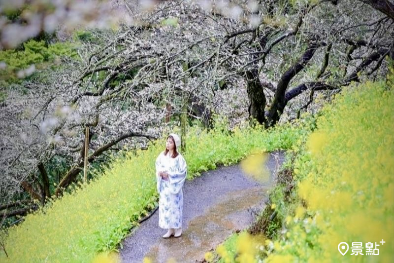 陳董梅園梅花及油菜花雙色花海步道，吸引人前往取景。（圖／shih_hsuan6260）