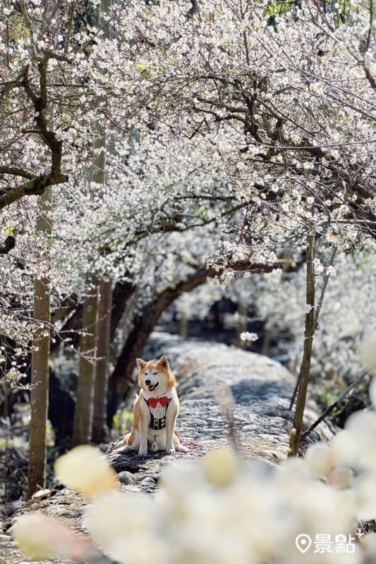 於2025年1月13日拍攝的「鮭魚葡萄-梅花隧道」美景。（圖／momo201438）