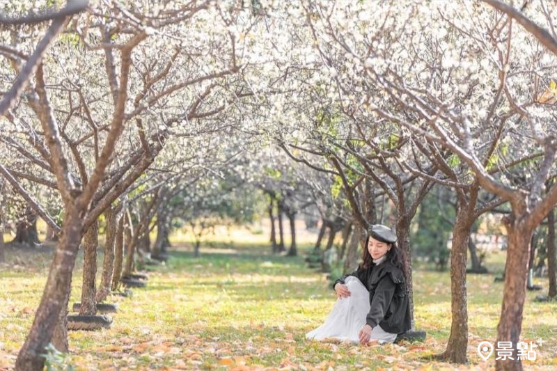 於2025年1月19日拍攝的豐年公園梅花景。（圖／w.min1023，以下同）