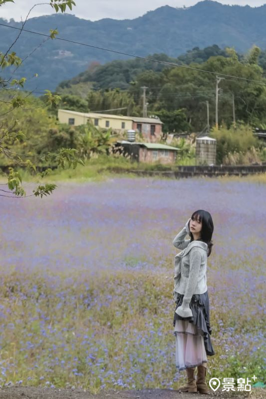 橫山鄉頭份林藿香薊花田美景。（圖／aday0530，以下同）