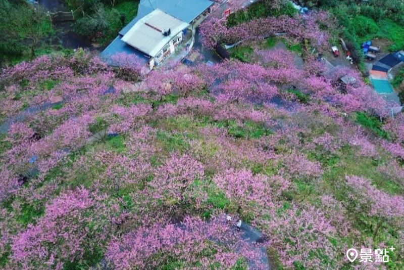 800棵三色寒櫻花海開滿山頭！三峽大熊櫻花季浪漫夜櫻最新花況情報