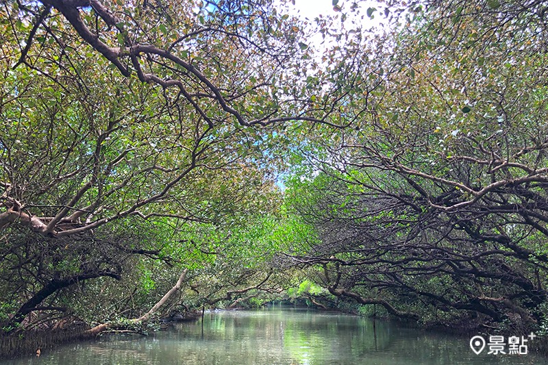 四草綠色隧道。（圖／Rhoda）