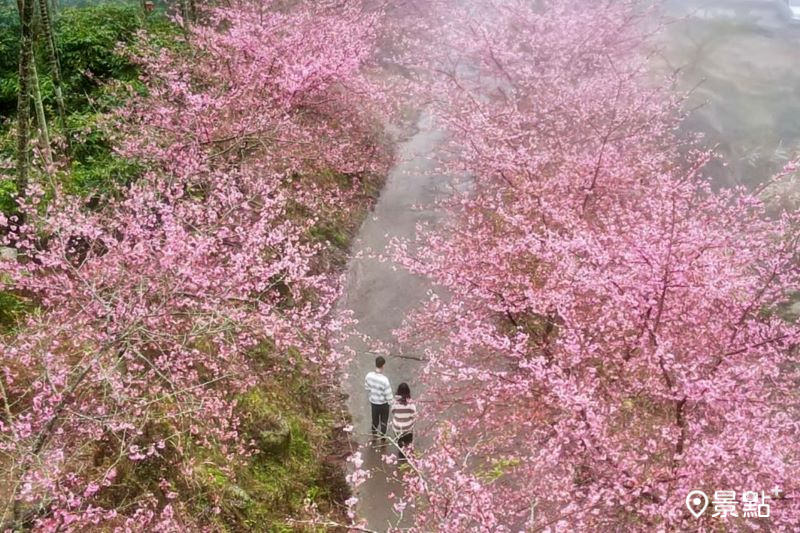 18公頃櫻花海滿版粉紅大景！草嶺石壁櫻花季最新花況交通接駁情報