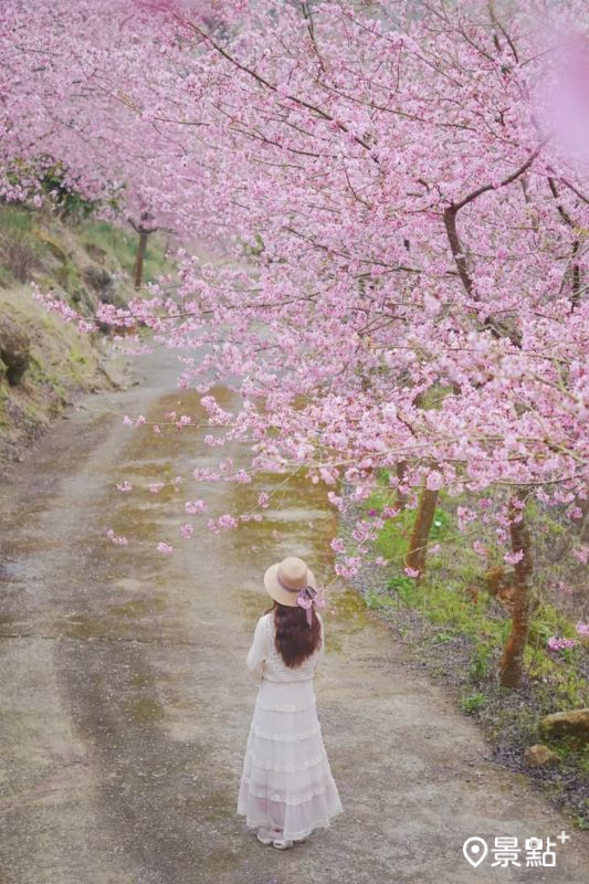 青山坪咖啡農場最裡面的停車場旁就是櫻花隧道。（圖／nikopapa9，以下同） 