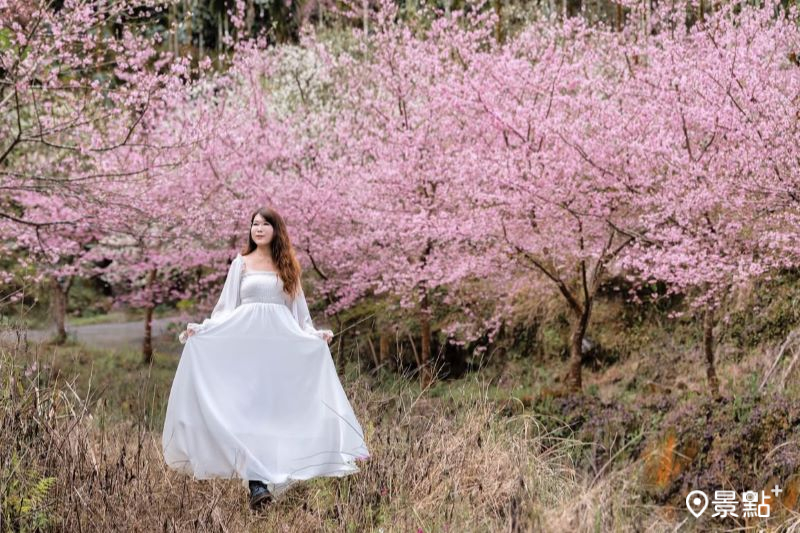 （圖／molly888666） 