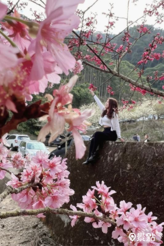 往年青山坪咖啡農場花景。（圖／ariel_apple419） 