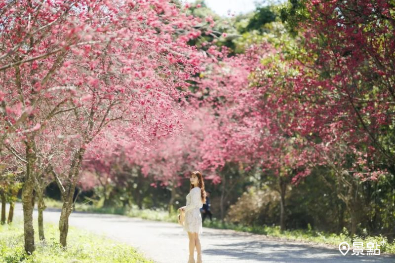 3000棵粉紅櫻花海最美校園大景！李花海同框美圖賞花路線必收