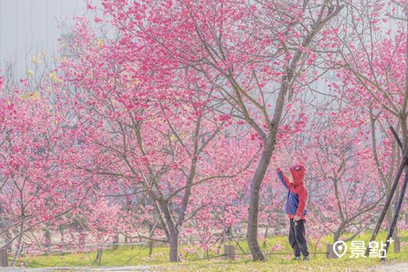 往年中科崴立櫻花公園花景。（圖／jaylove791206）