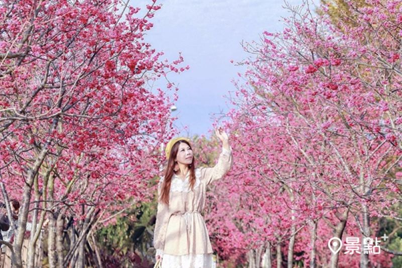 往年中科崴立櫻花公園花景。（圖／xingyingxie）