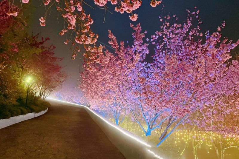 （圖／星嵐拉麵）