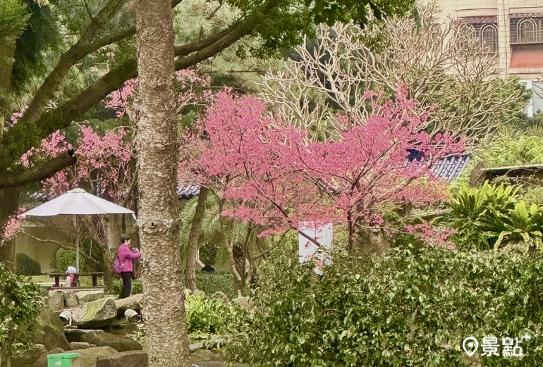 八重櫻接力綻放，到228連假可把握花期賞花。