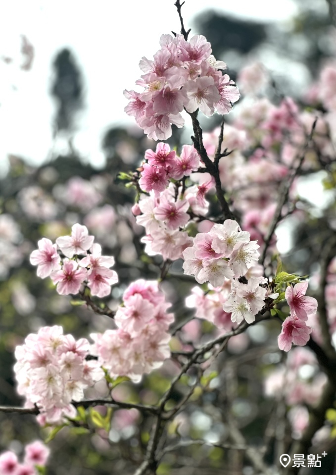 圖 / 景點+ 張盈盈