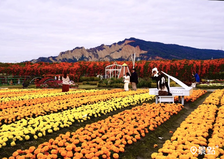 (圖／中社花市)