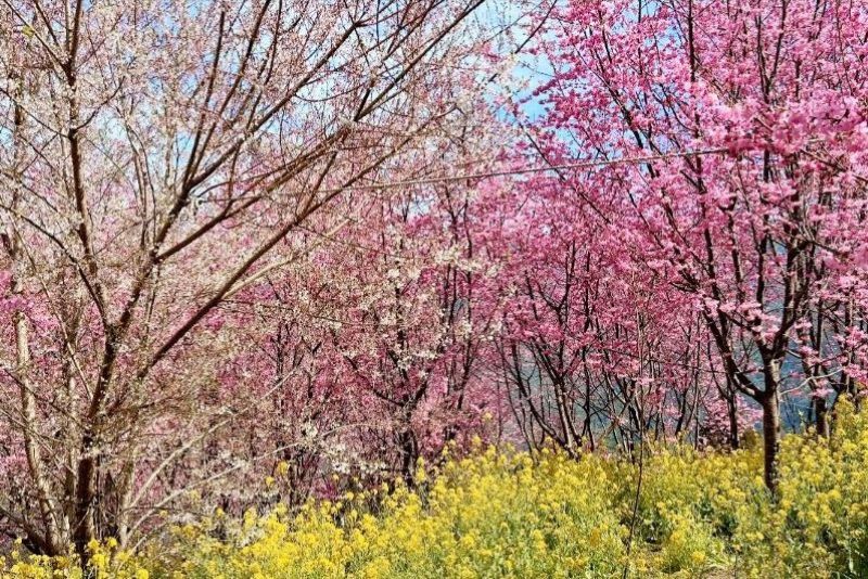 （圖／財伯觀光果園，以下同）