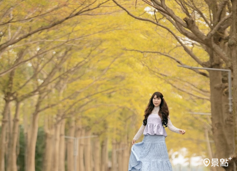 4公里小葉欖仁金黃樹海大道！中正大學春日限定浪漫黃金雨浪漫美拍一波