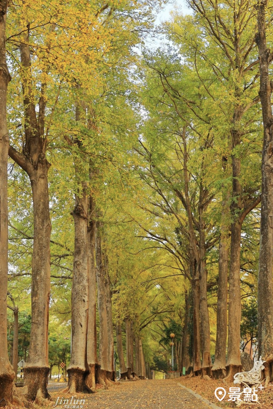 中正大學小葉欖仁轉金黃樹景後，充滿春天浪漫意境。（圖／jinlun1314）