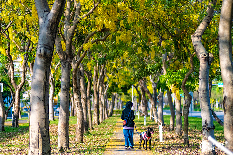5月是世賢路綠園道觀賞黃金阿勃勒的最好時機。
