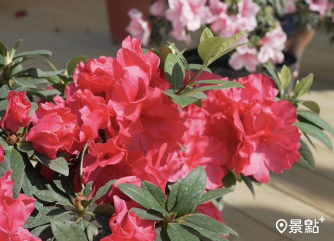 「桃園1號-紅玫瑰」杜鵑。(圖 / 台北市政府)