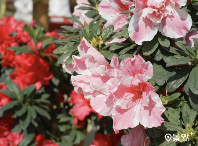鮭魚紅色花朵的「桃園2號-火炬」杜鵑。(圖／台北市政府)