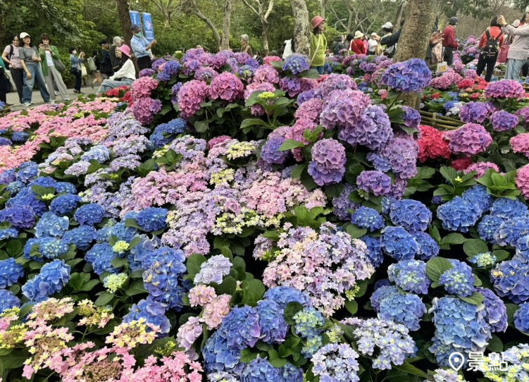賞花人潮眾多，即使是平日下午人潮也相當踴躍。(圖／景點+ 張盈盈)