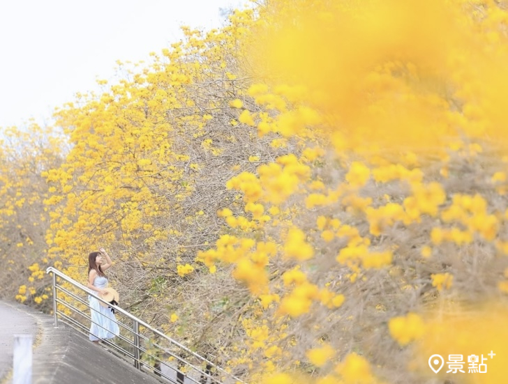大林陳井寮堤防的黃花風鈴木初綻,此為3月7日拍照的畫面。(圖/hsingfang20,以下同)