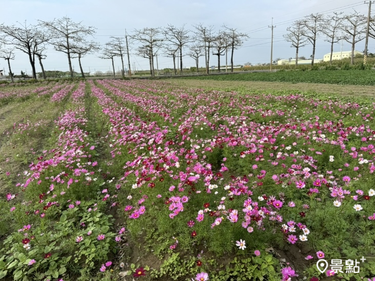 今年木棉花開較晚,3月6日台南將軍地區的木棉花(花田後方)尚未出現花苞。(圖 / 景點+ 張盈盈)