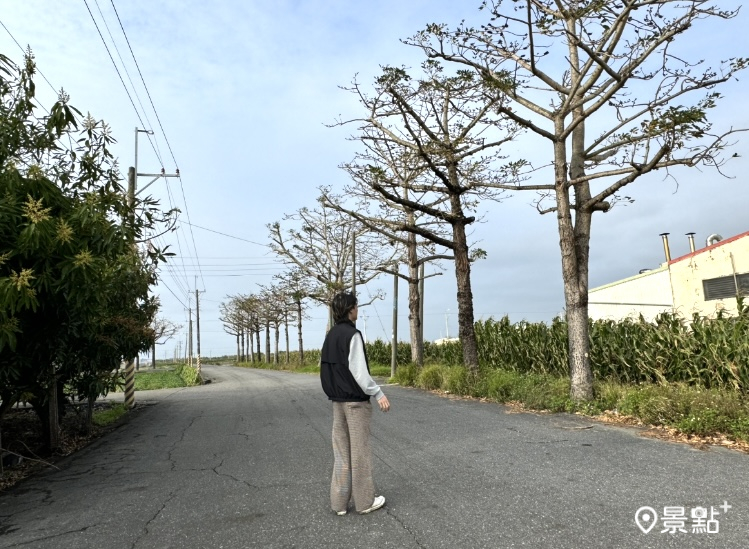 3月6日台南將軍地區的木棉花據當地人預估恐怕要10到14天才會到滿開期。(圖 / 景點+ 張盈盈)