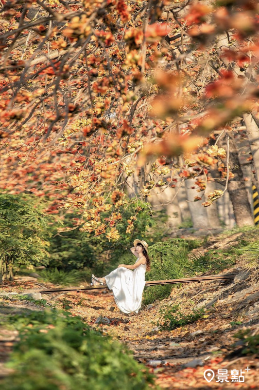 於2024年2月24日拍攝的埤頭木棉花道美景。（圖／molly888666）