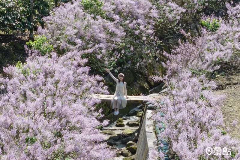 青山坪咖啡農場200米麝香木花海,吸引人前往取景。(圖/pierrehuang)