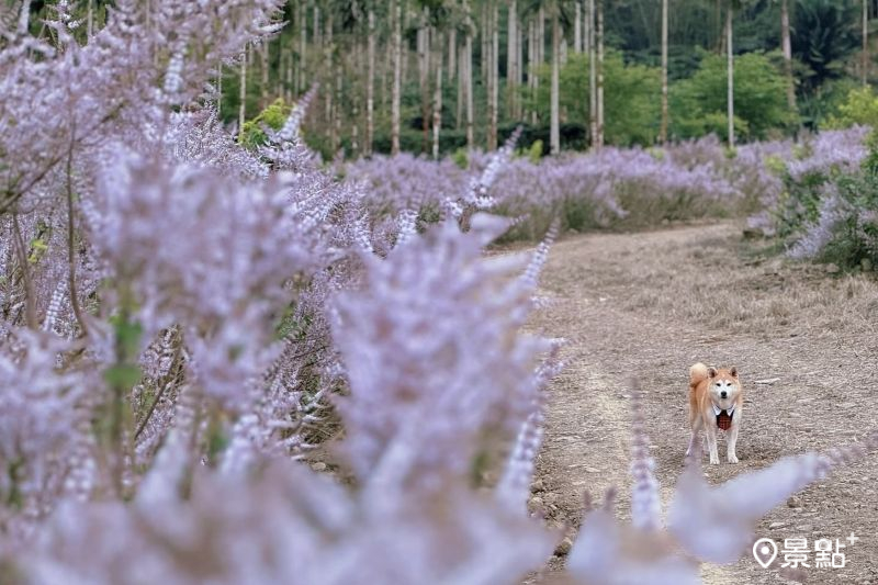 （圖／momo201438）