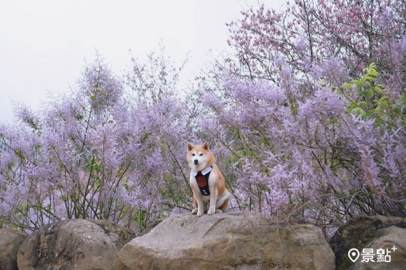 （圖／momo201438）