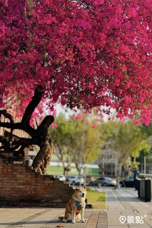 （圖／momo201438）