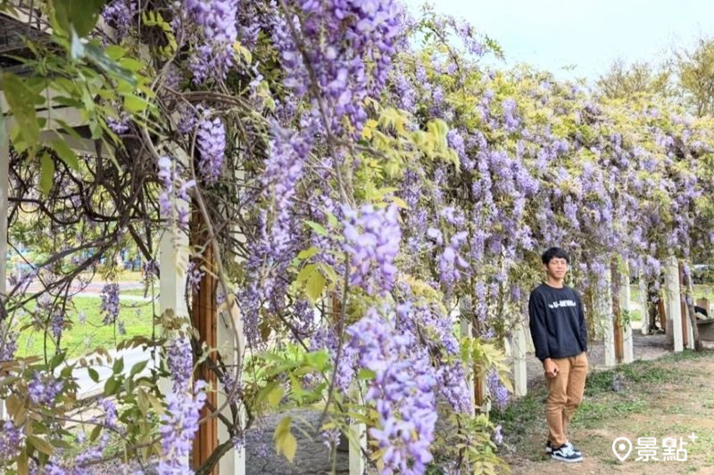 於2025年4月4日拍攝的元生公園紫藤花棚美景。（圖／siouteng0822）