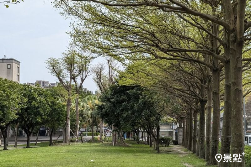 元生公園內一字排開的小葉欖仁樹美景。（圖／siouteng0822）